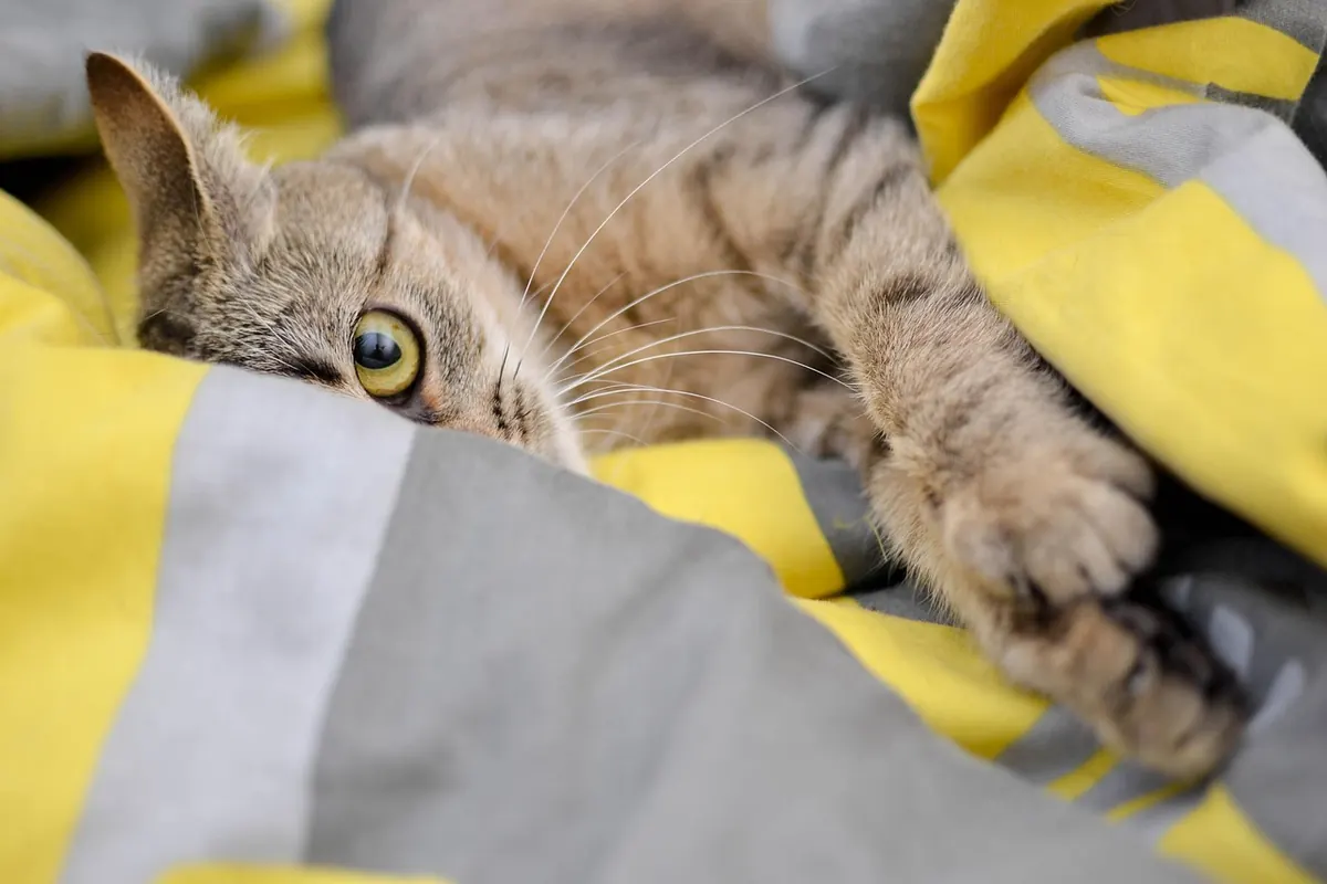 Cattery vs Pet Sitter: Which Is Better for Your Cat?