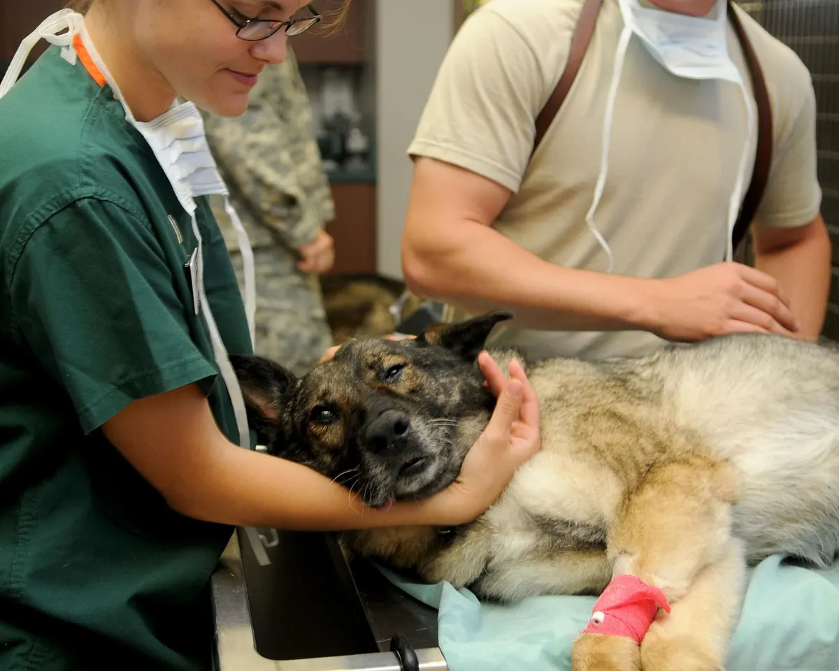 How to Register Your Dog With a Vet in Devon: A Step-by-Step Guide