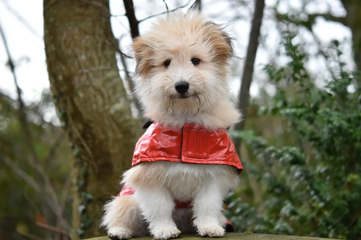 Matted Dog Coat: How to Detangle Safely at Home Without Causing Pain